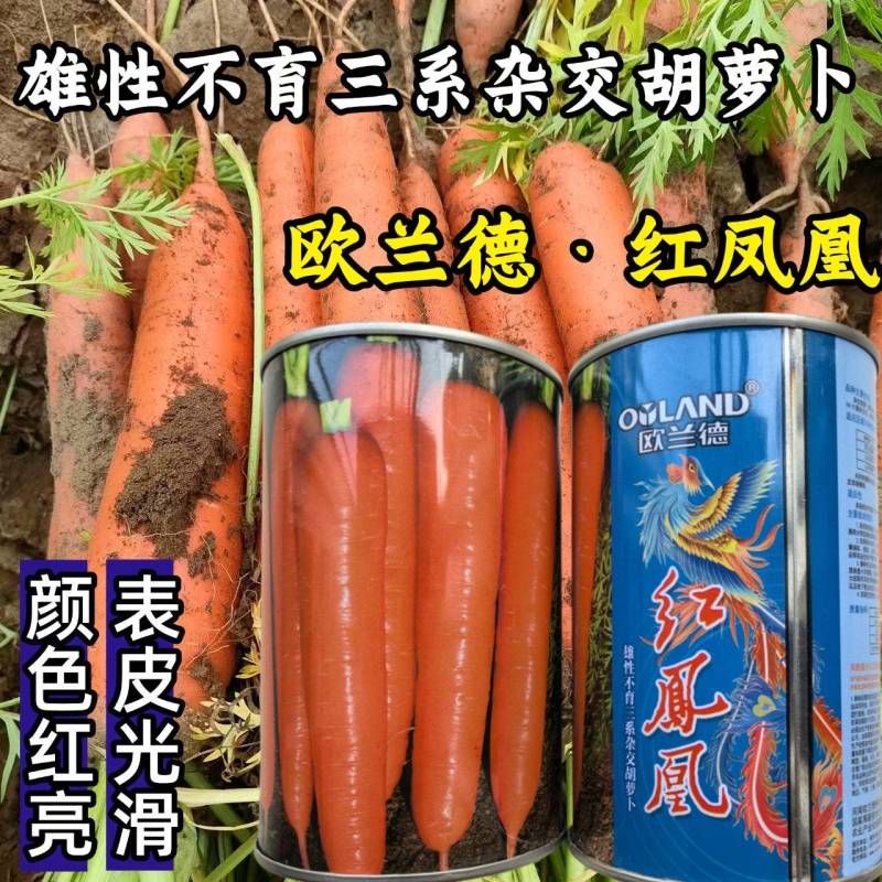 三系杂交胡萝卜种子欧兰德红凤凰鲜红皮小顶春秋红胡萝卜种子