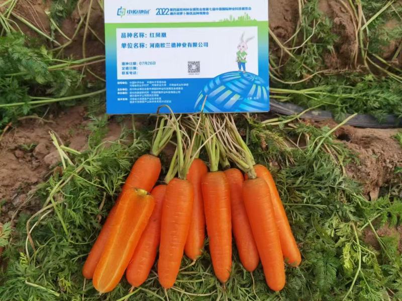 三系杂交胡萝卜种子欧兰德红凤凰鲜红皮小顶春秋红胡萝卜种子