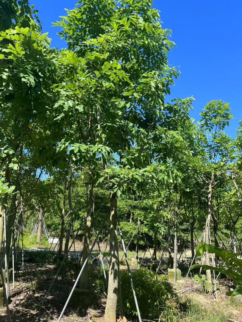 腊肠树骨架货15-18公分，有需要的老板来电咨询
