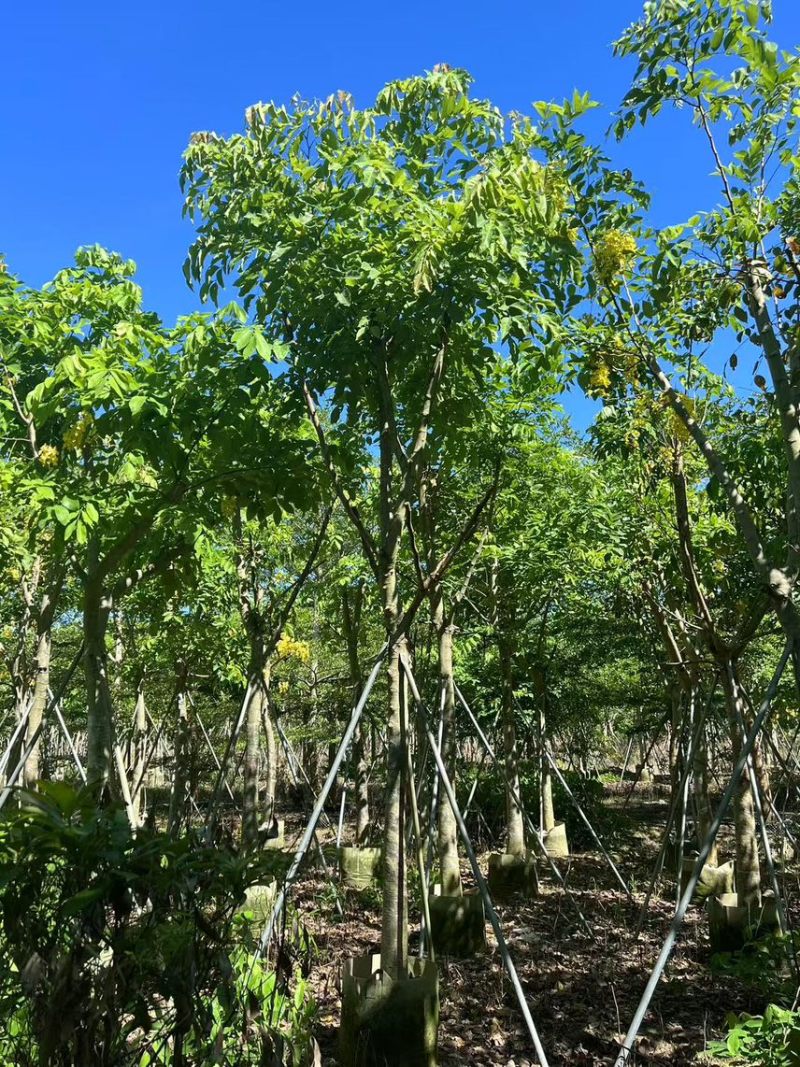 腊肠树骨架货15-18公分，有需要的老板来电咨询