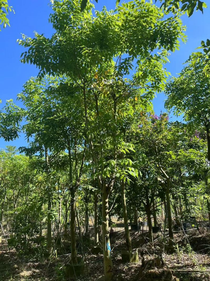 腊肠树骨架货15-18公分，有需要的老板来电咨询