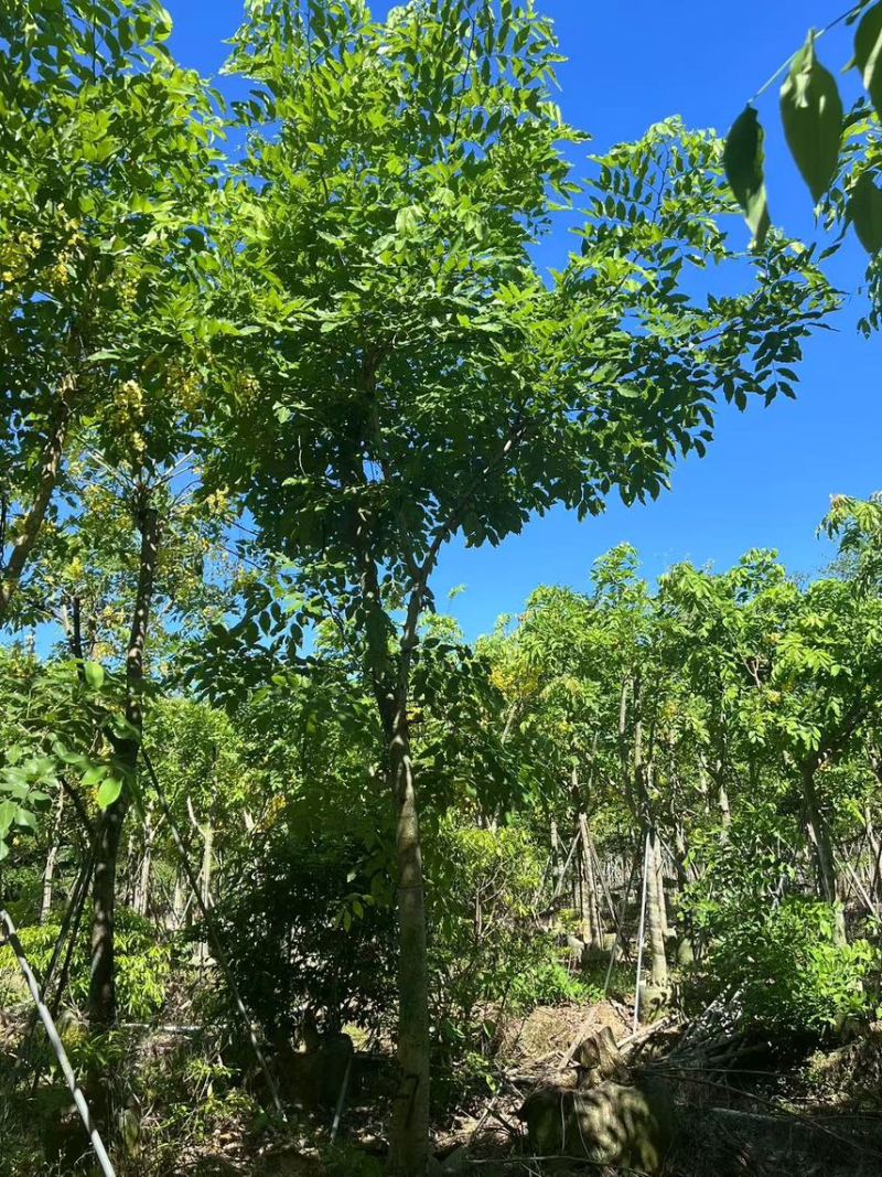 腊肠树骨架货15-18公分，有需要的老板来电咨询