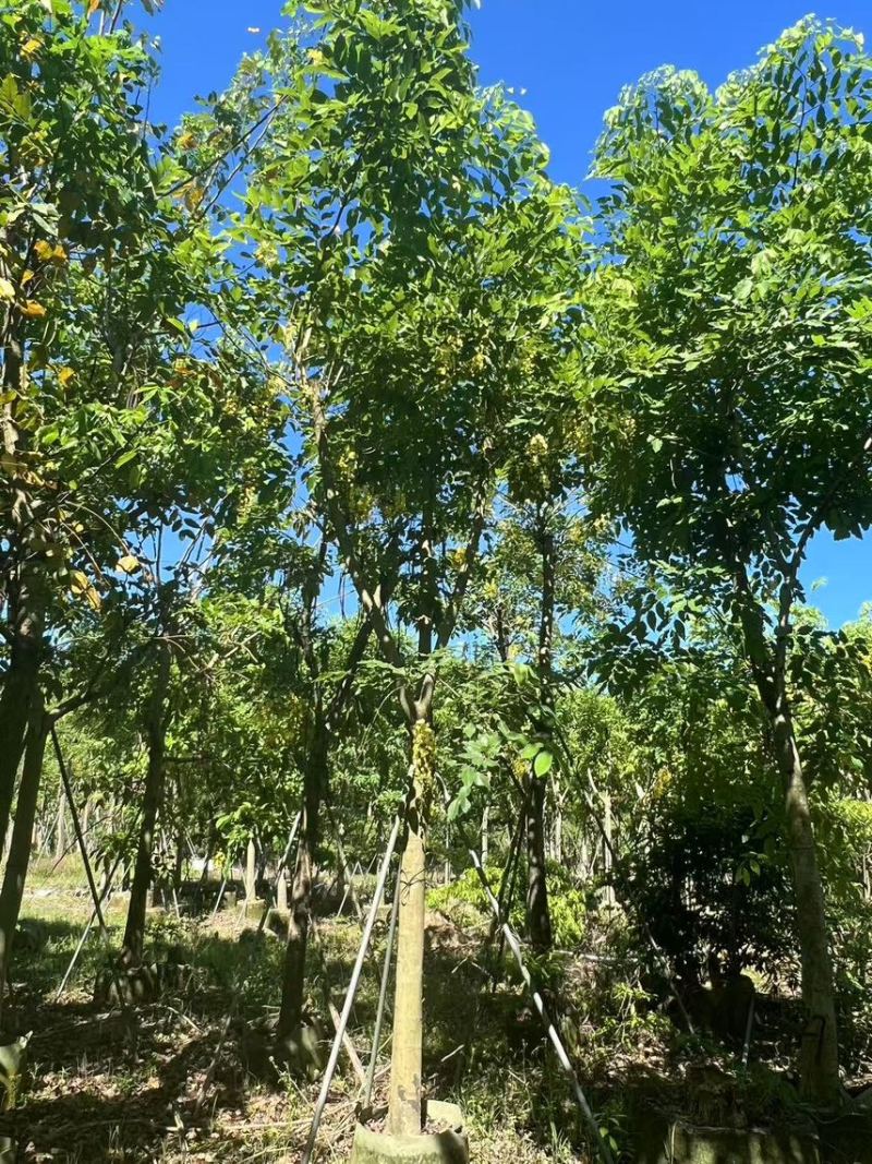 腊肠树骨架货15-18公分，有需要的老板来电咨询