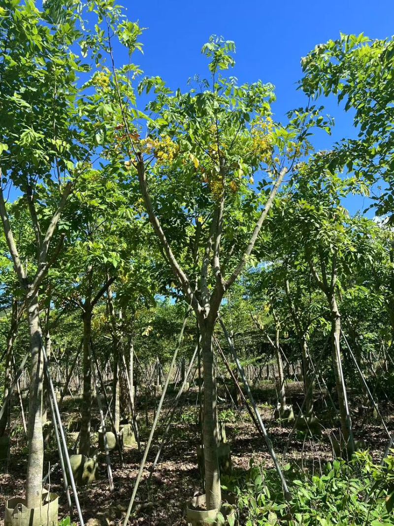 腊肠树骨架货15-18公分，有需要的老板来电咨询