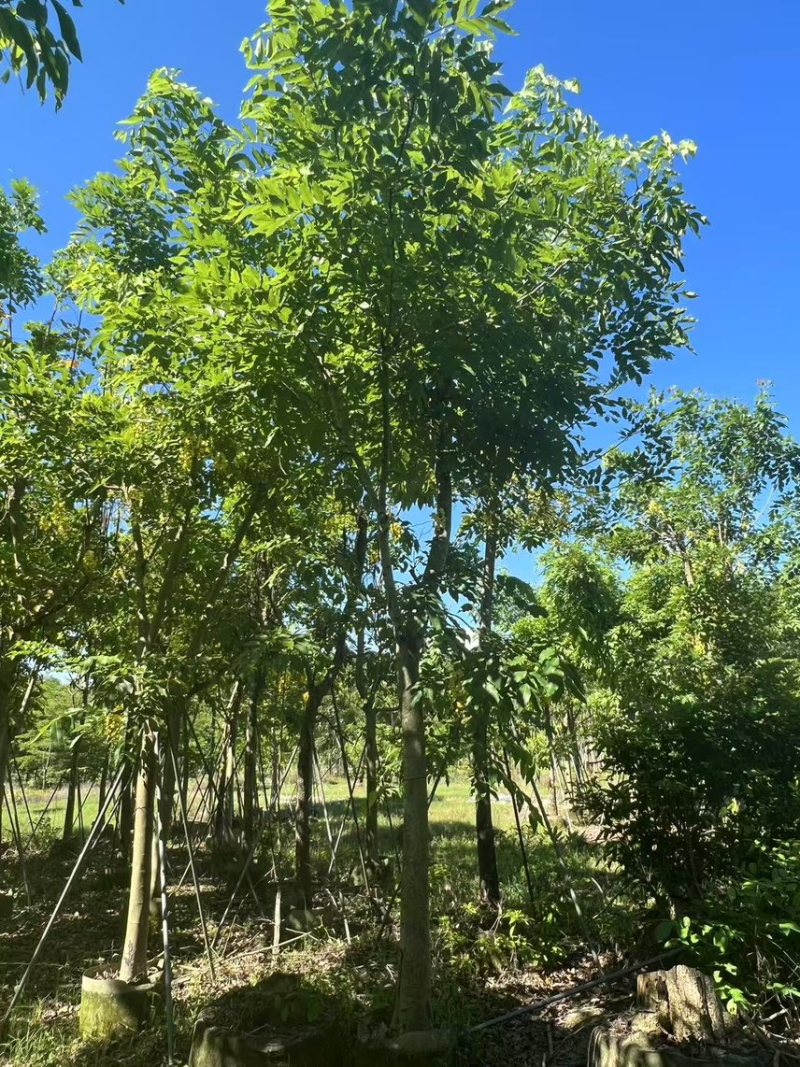 腊肠树骨架货15-18公分，有需要的老板来电咨询