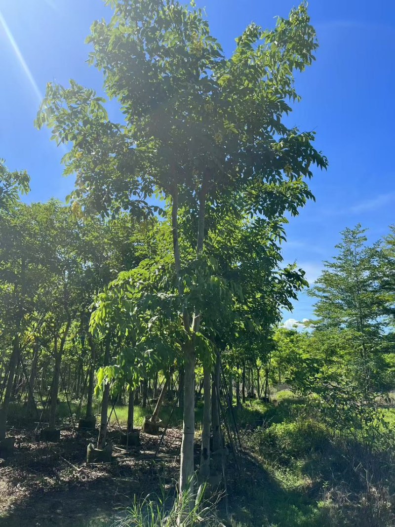 腊肠树骨架货15-18公分，有需要的老板来电咨询