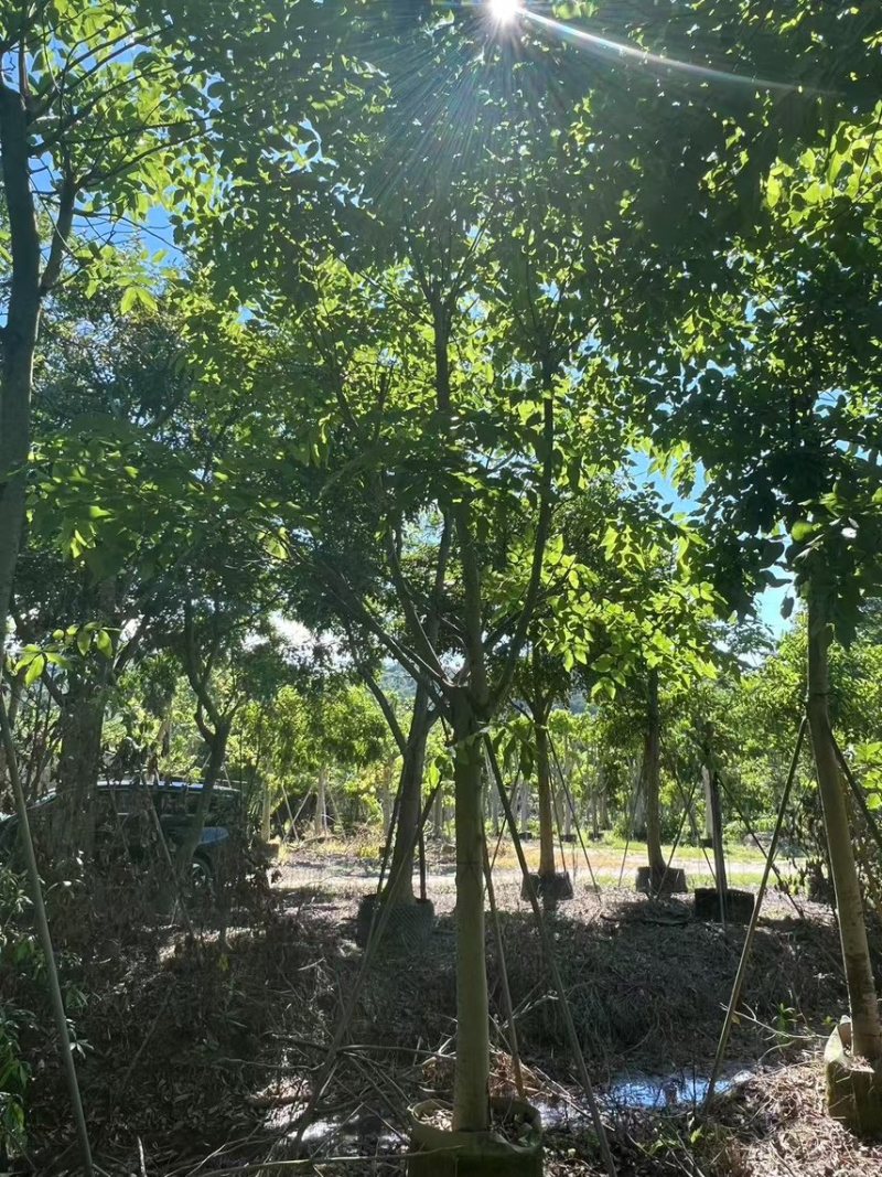 腊肠树骨架货15-18公分，有需要的老板来电咨询