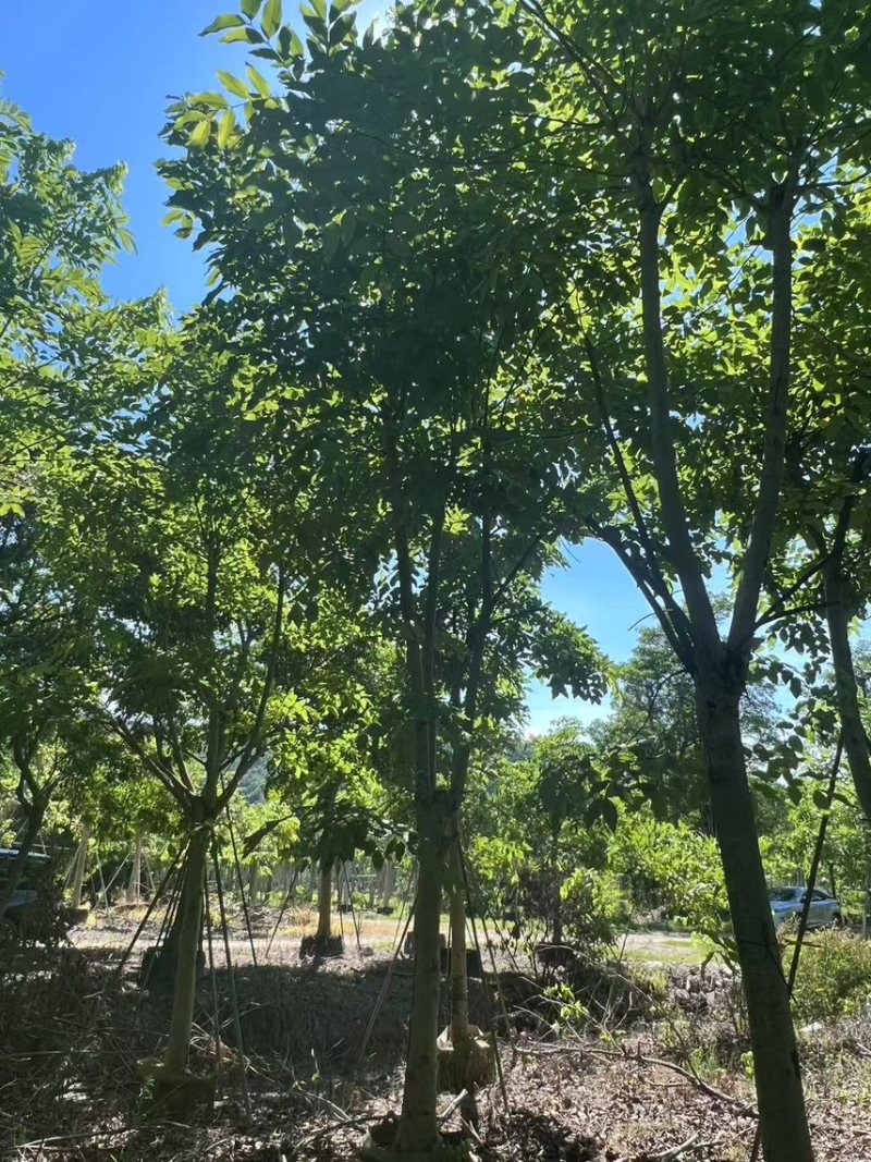 腊肠树骨架货15-18公分，有需要的老板来电咨询