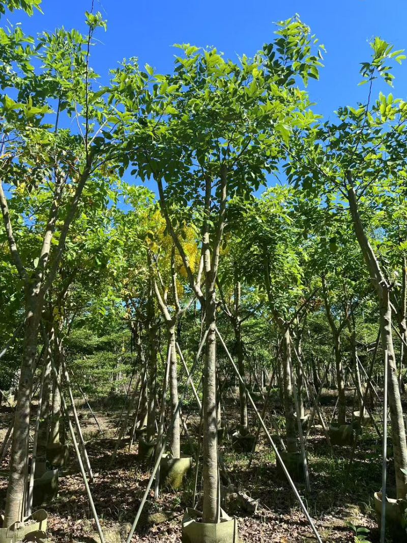 腊肠树骨架货15-18公分，有需要的老板来电咨询