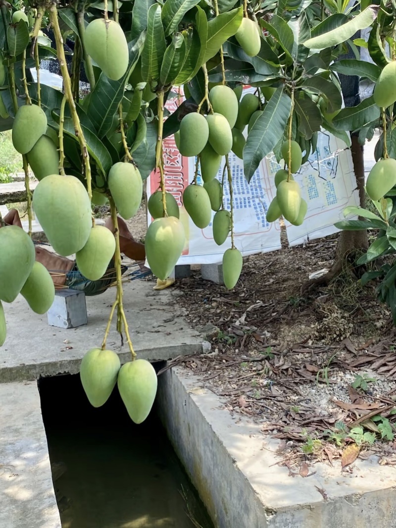 广西芒果，台农、金煌、贵妃，电商代发批发工厂
