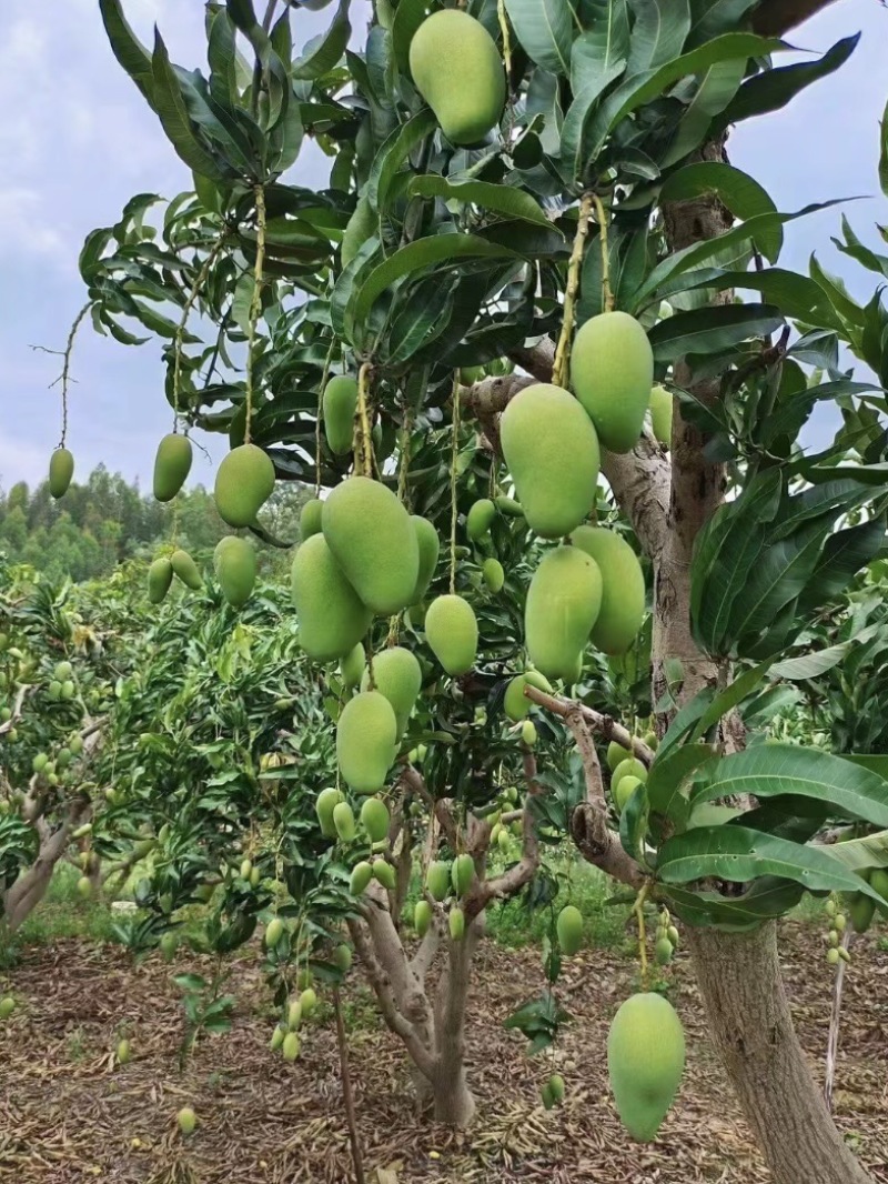 广西芒果，台农、金煌、贵妃，电商代发批发工厂