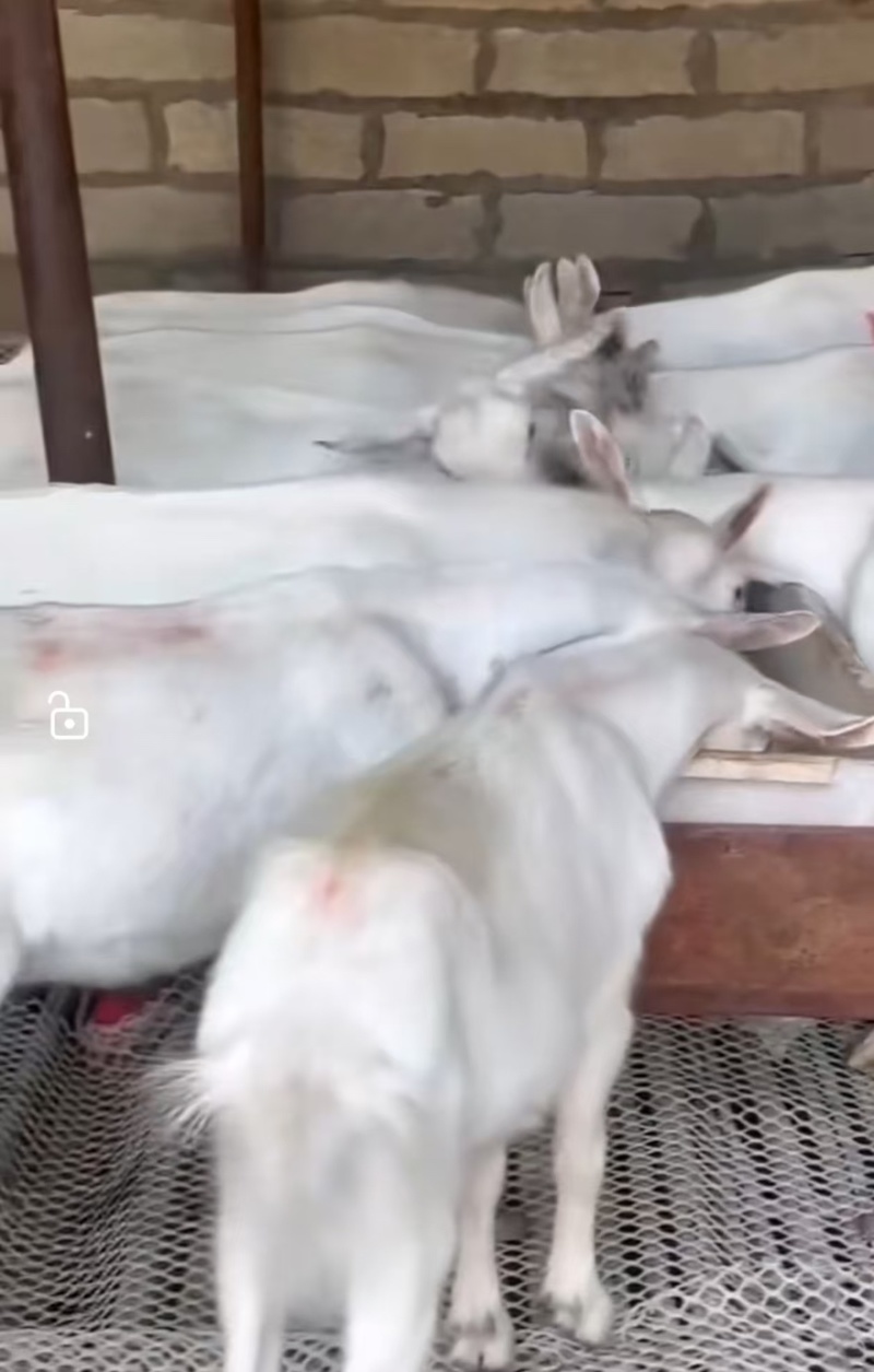 【奶山羊】山东济宁纯种萨能奶山羊🐏产地直发品质保障