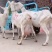 【奶山羊】山东济宁纯种萨能奶山羊🐏产地直发品质保障