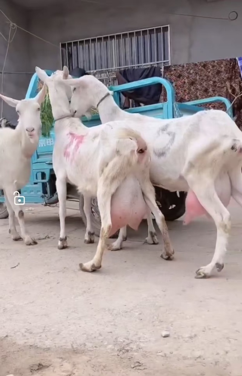 【奶山羊】山东济宁纯种萨能奶山羊🐏产地直发品质保障