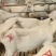 【奶山羊】山东济宁纯种萨能奶山羊🐏产地直发品质保障