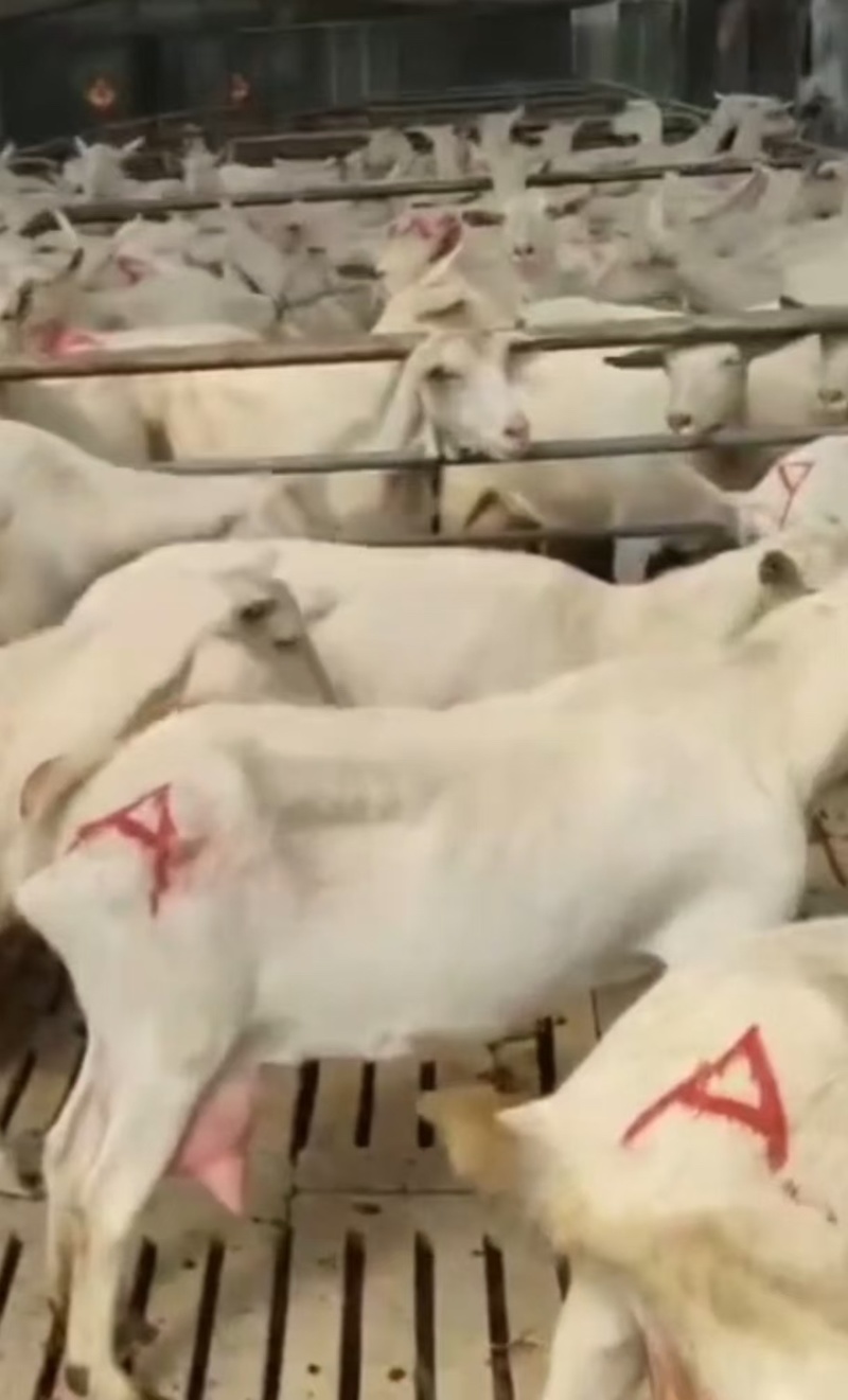 【奶山羊】山东济宁纯种萨能奶山羊🐏产地直发品质保障