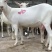 【奶山羊】山东济宁纯种萨能奶山羊🐏产地直发品质保障