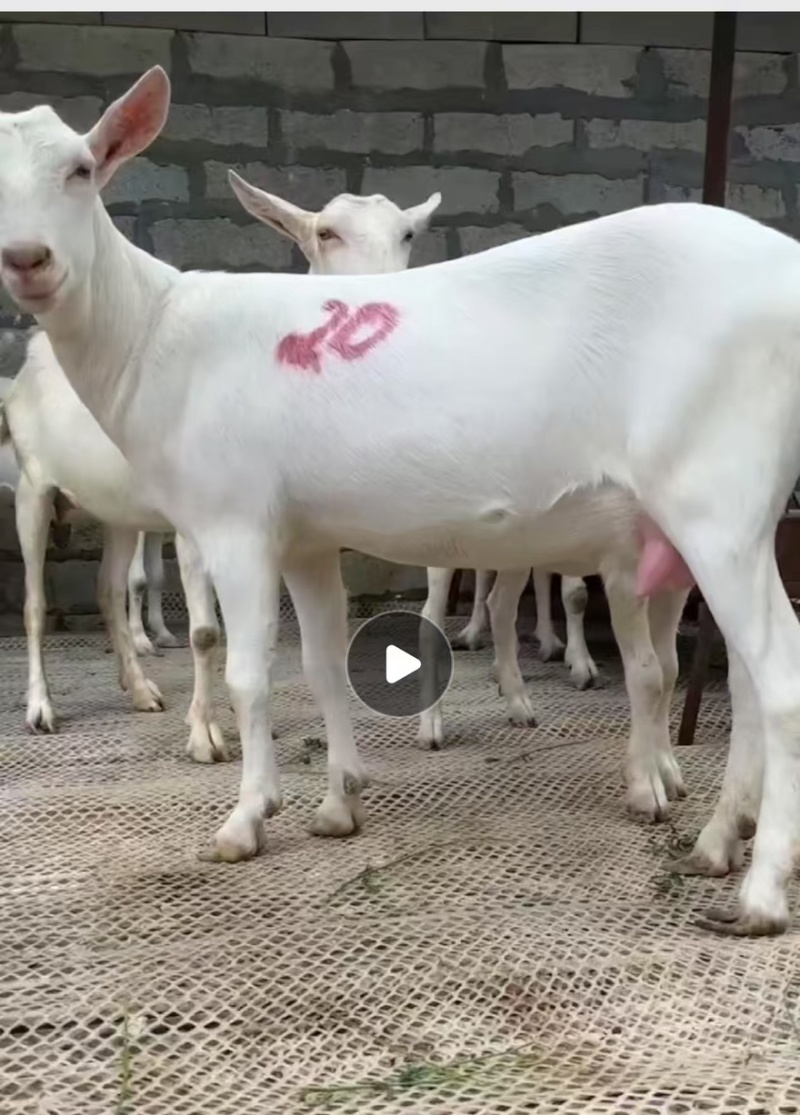 【奶山羊】山东济宁纯种萨能奶山羊🐏产地直发品质保障