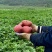 云南高原青暑9号洋芋支持一件代发
