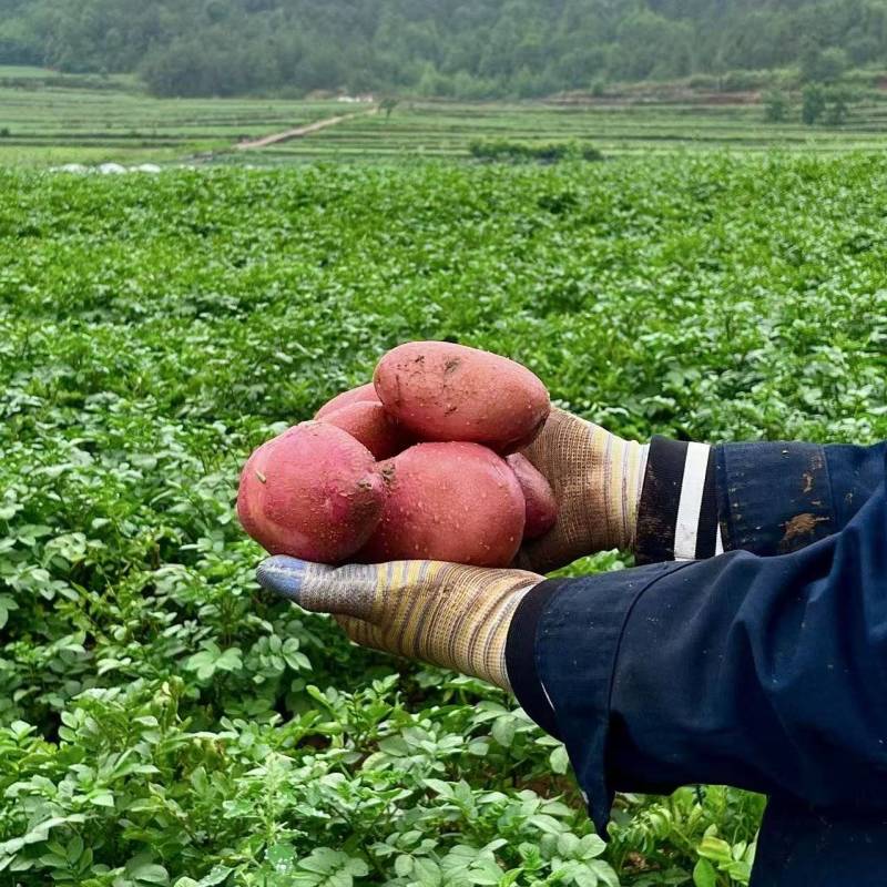 云南高原青暑9号洋芋支持一件代发