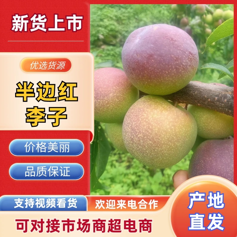 半边红即将上市，有需要的老板请提前预定。