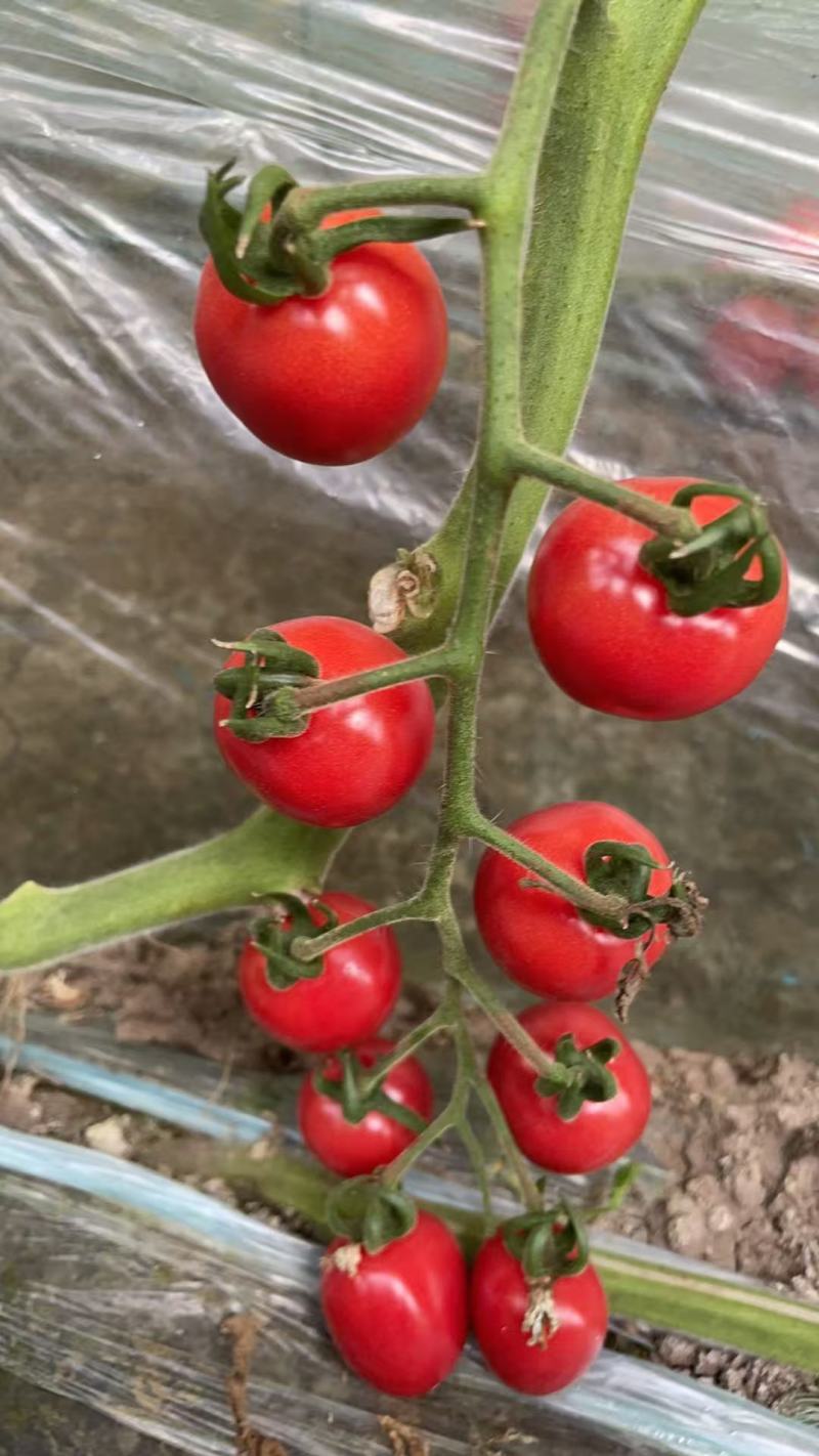 粉嘟嘟小番茄苗子口感千禧圣女果苗山东寿光苗场全国发货