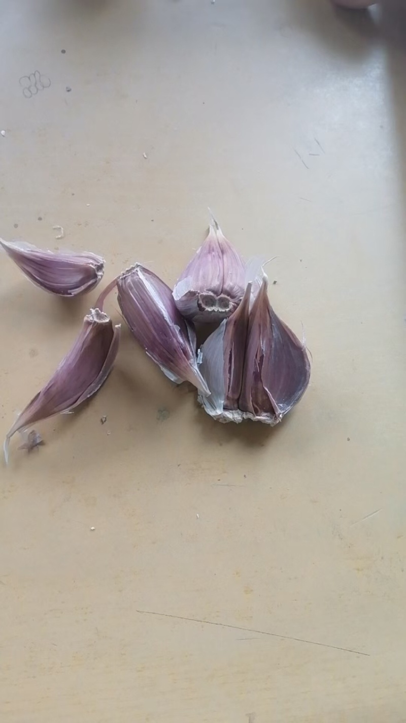 红根蒜苗种子，纯手工分瓣货源充足现货速发