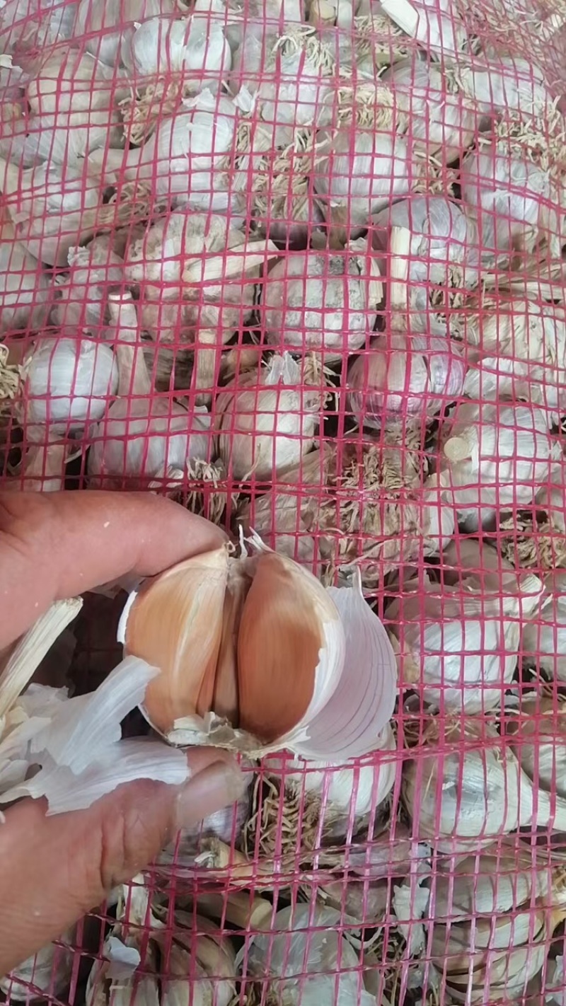 红根蒜苗种子，纯手工分瓣货源充足现货速发