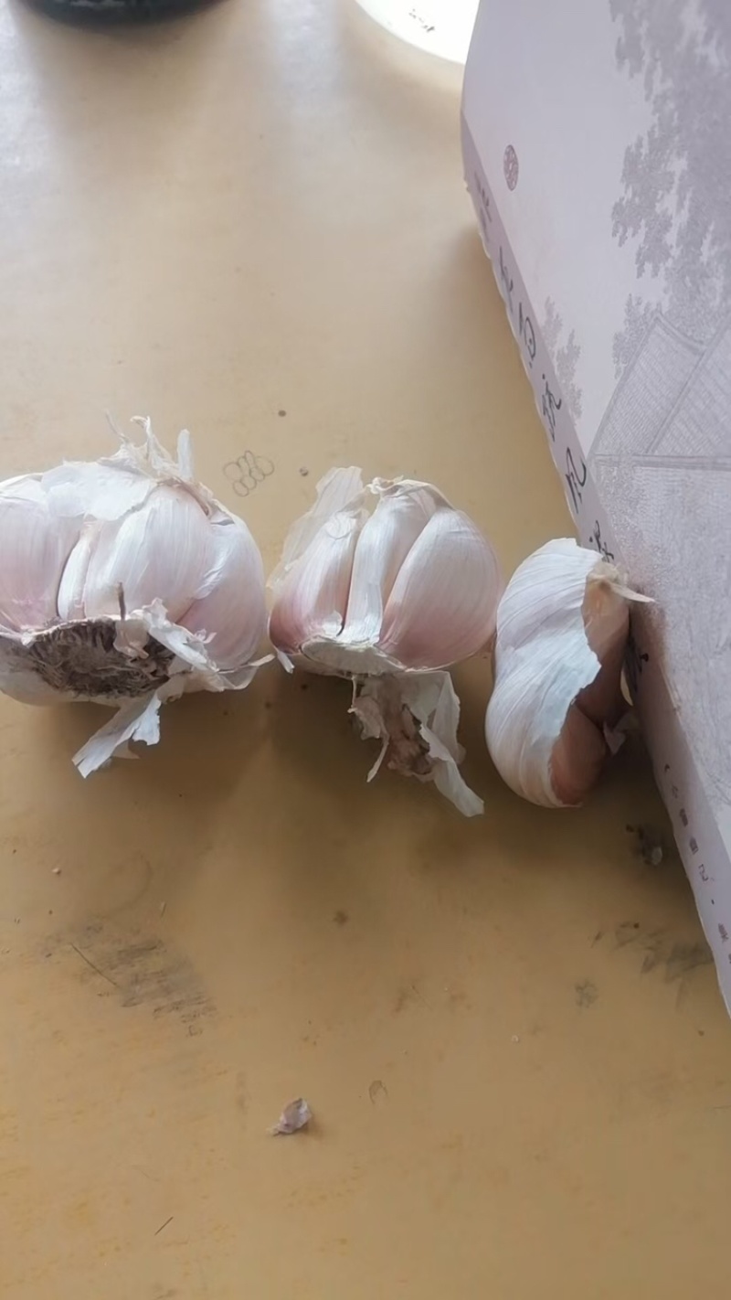 红根蒜苗种子，纯手工分瓣货源充足现货速发