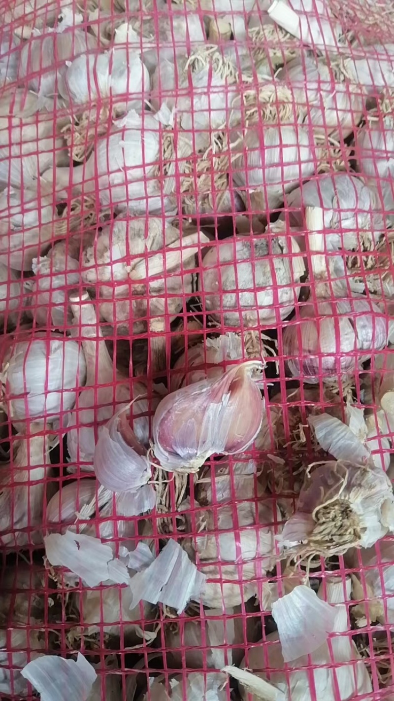 红根蒜苗种子，纯手工分瓣货源充足现货速发