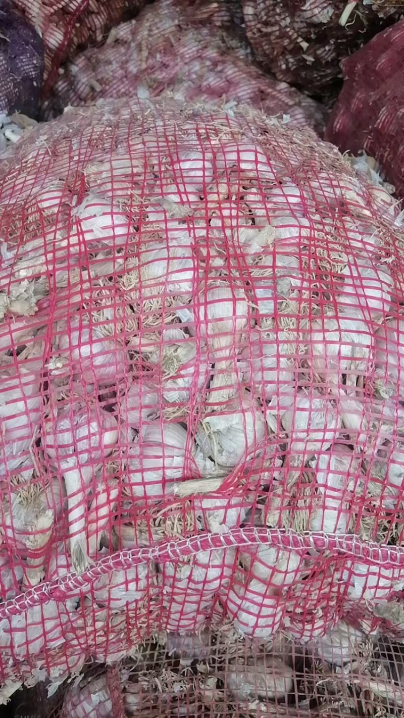 红根蒜苗种子，纯手工分瓣货源充足现货速发