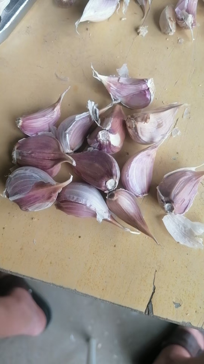 红根蒜苗种子，纯手工分瓣货源充足现货速发