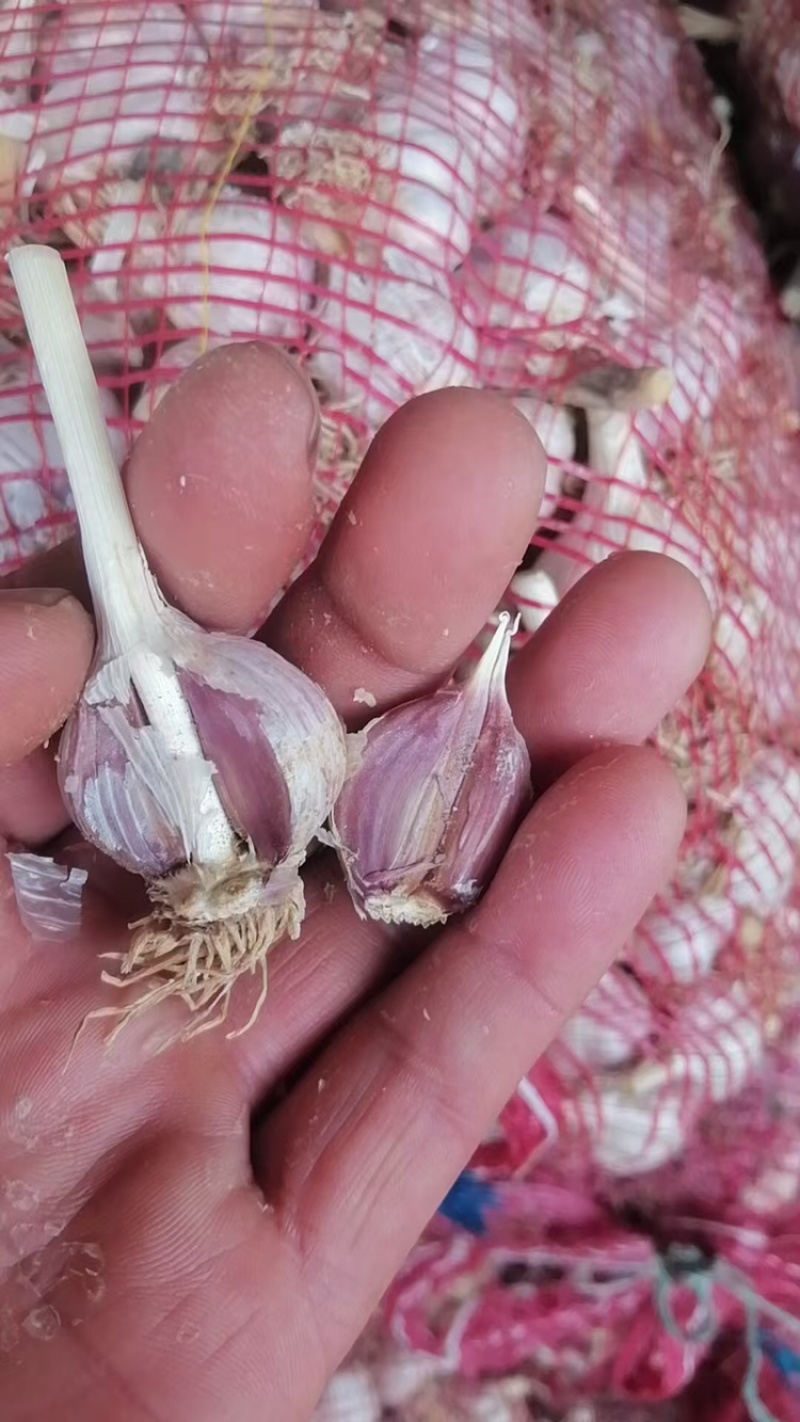 红根蒜苗种子，纯手工分瓣货源充足现货速发