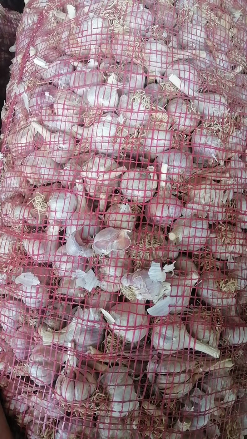 红根蒜苗种子，纯手工分瓣货源充足现货速发