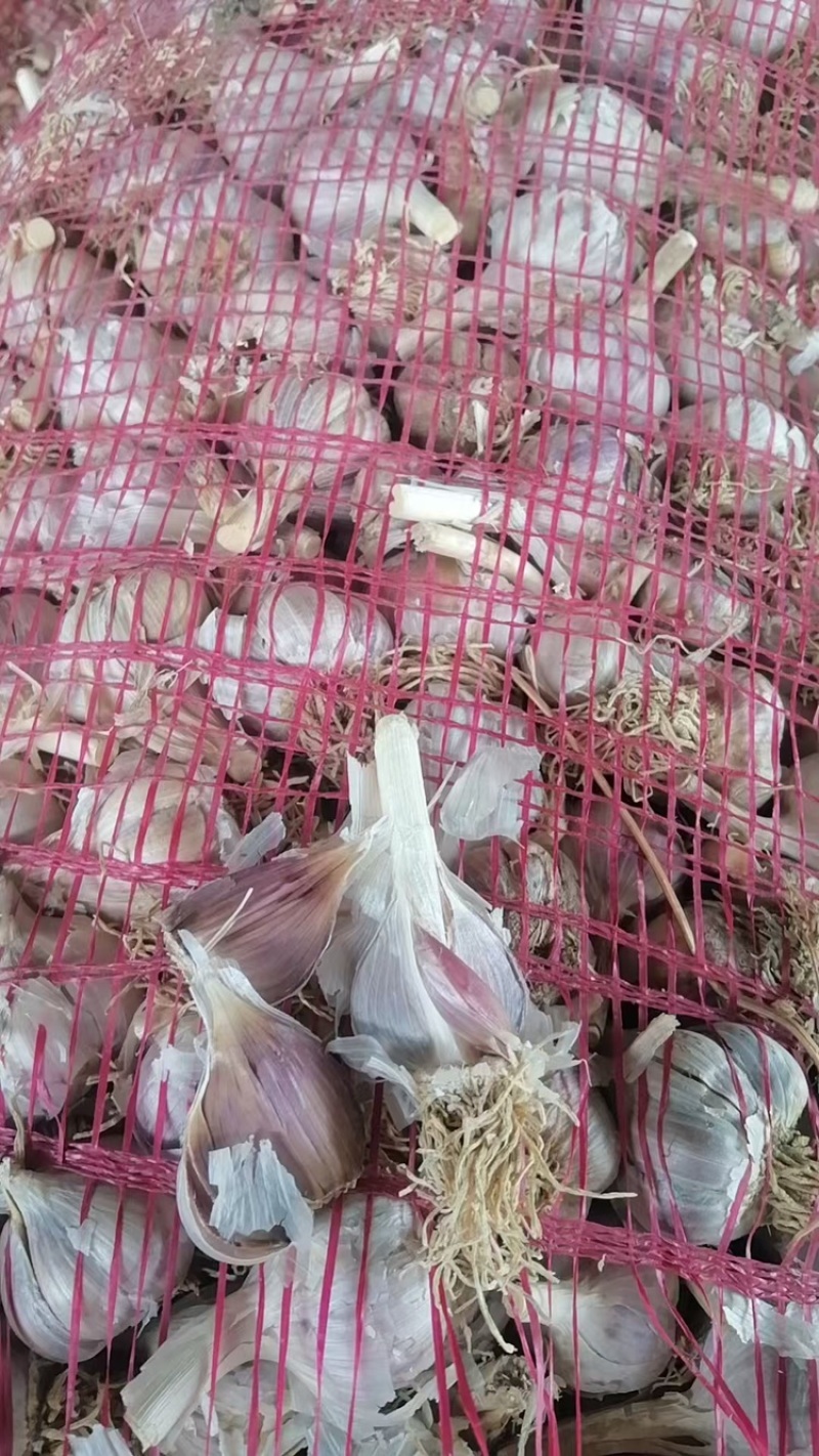 红根蒜苗种子，纯手工分瓣货源充足现货速发