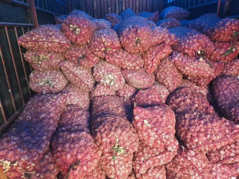 云南红皮大蒜干蒜种蒜产地直发欢迎来电咨询