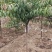 红叶碧桃米茎直茎4~5公分~12公分