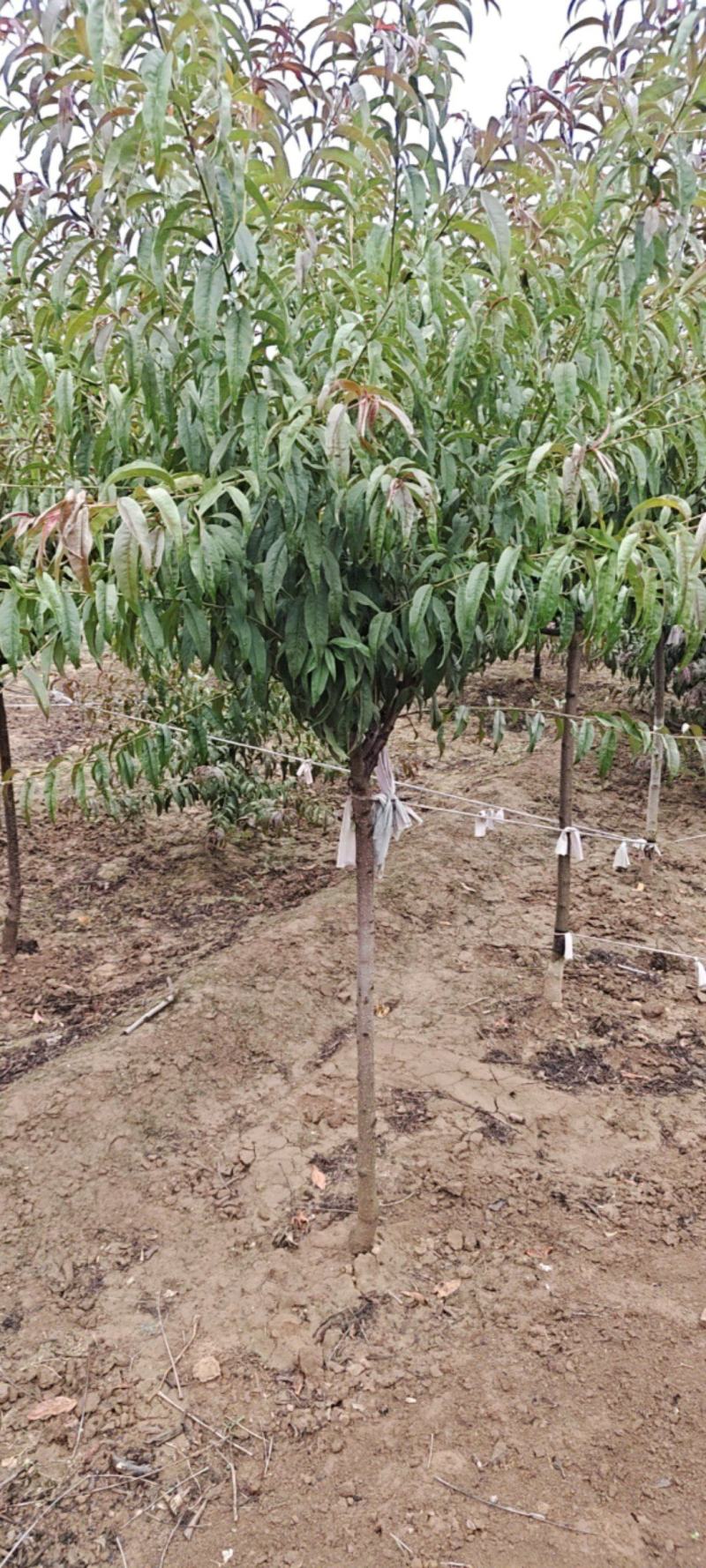 红叶碧桃米茎直茎4~5公分~12公分