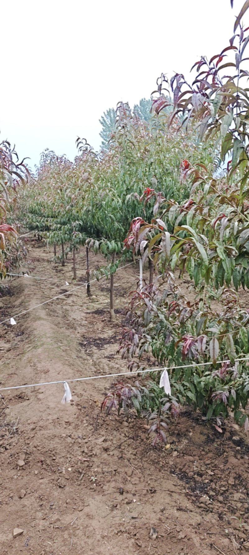 红叶碧桃米茎直茎4~5公分~12公分