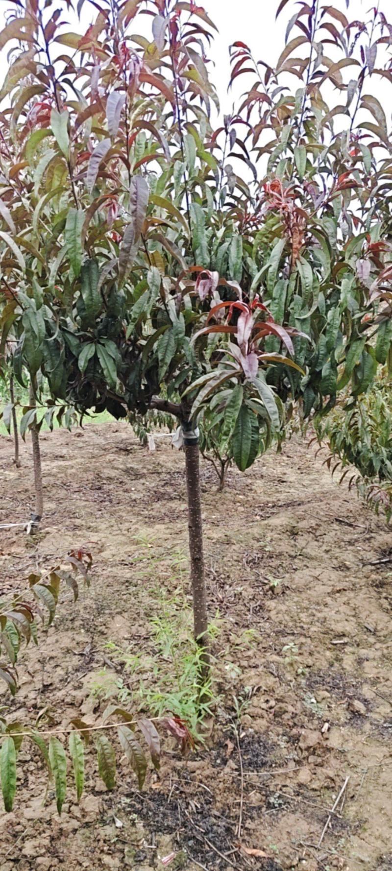 红叶碧桃米茎直茎4~5公分~12公分