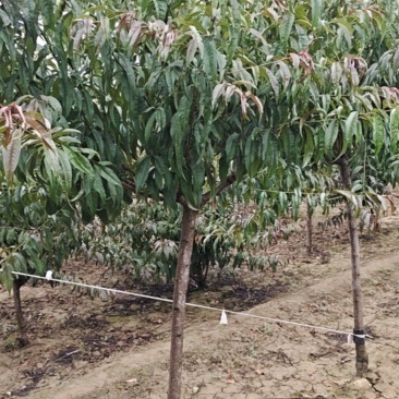 红叶碧桃米茎直茎4~5公分~12公分