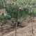 红叶碧桃米茎直茎4~5公分~12公分