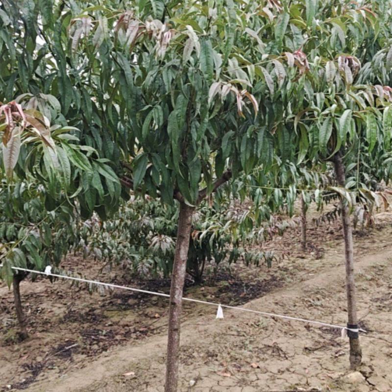 红叶碧桃米茎直茎4~5公分~12公分