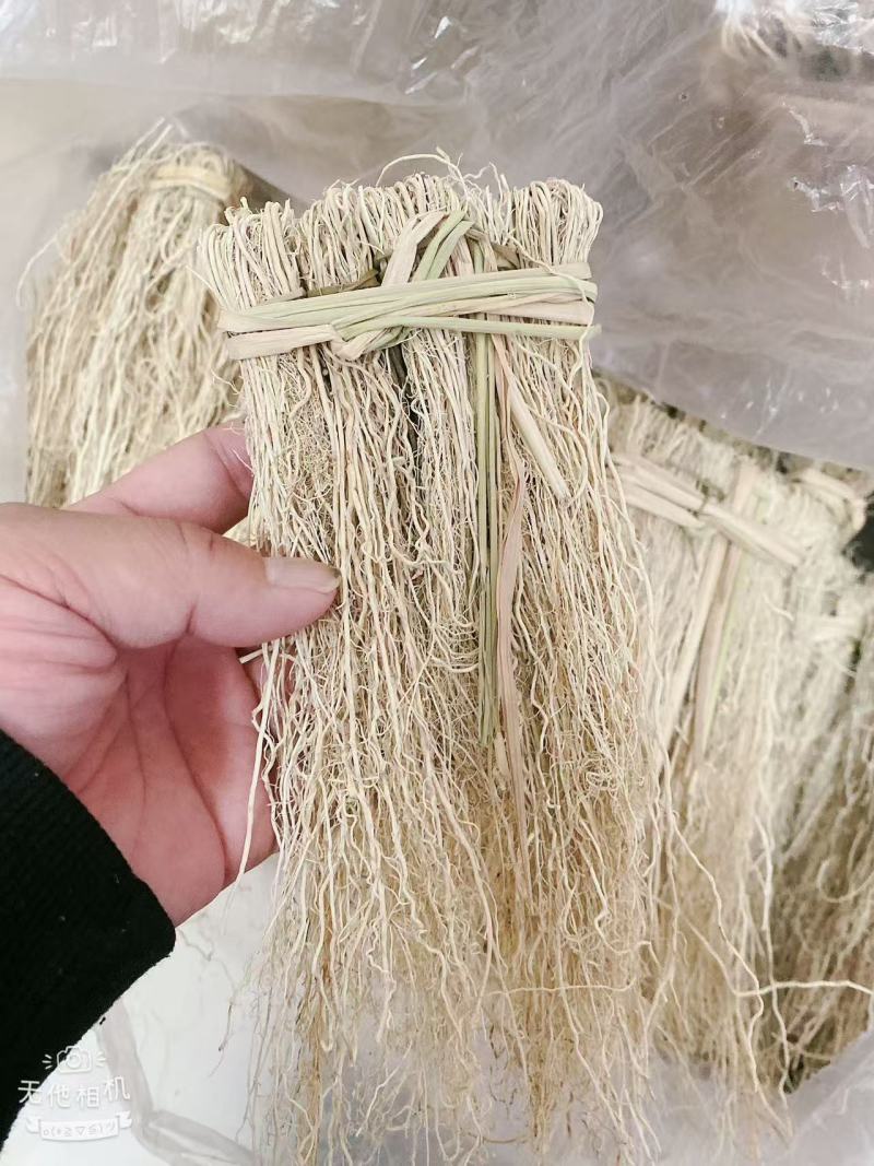 广东精品养肝草细根源头产地，全国可发，欢迎下单咨询