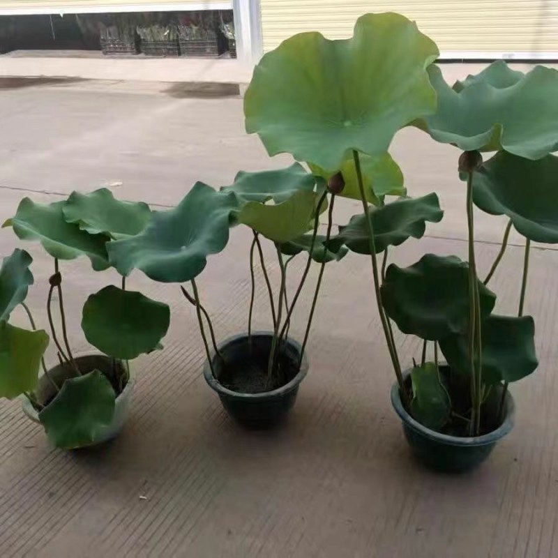 原盆原土大盆荷花盆栽带花苞发货水生植物睡莲阳台庭院池塘花