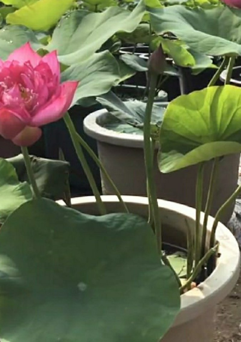 原盆原土大盆荷花盆栽带花苞发货水生植物睡莲阳台庭院池塘花