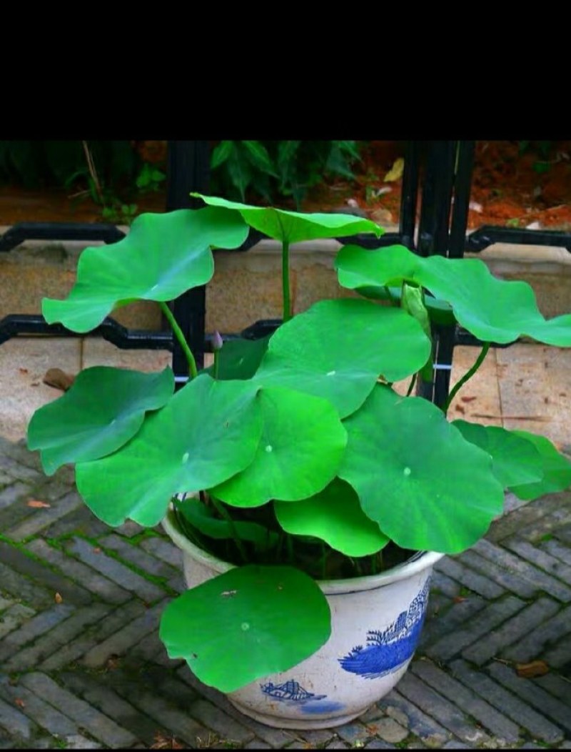 原盆原土大盆荷花盆栽带花苞发货水生植物睡莲阳台庭院池塘花