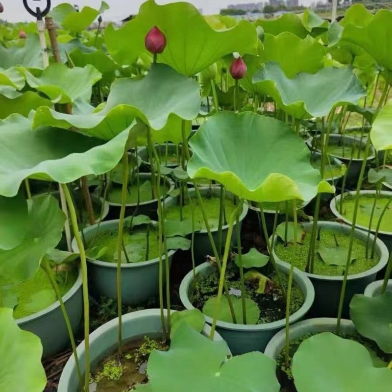 原盆原土大盆荷花盆栽带花苞发货水生植物睡莲阳台庭院池塘花