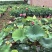 原盆原土大盆荷花盆栽带花苞发货水生植物睡莲阳台庭院池塘花