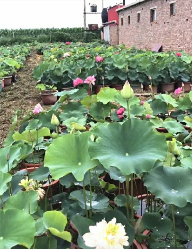 原盆原土大盆荷花盆栽带花苞发货水生植物睡莲阳台庭院池塘花